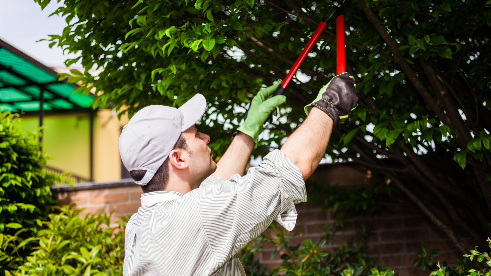 Neighbour’s Tree: Your Pruning Rights
