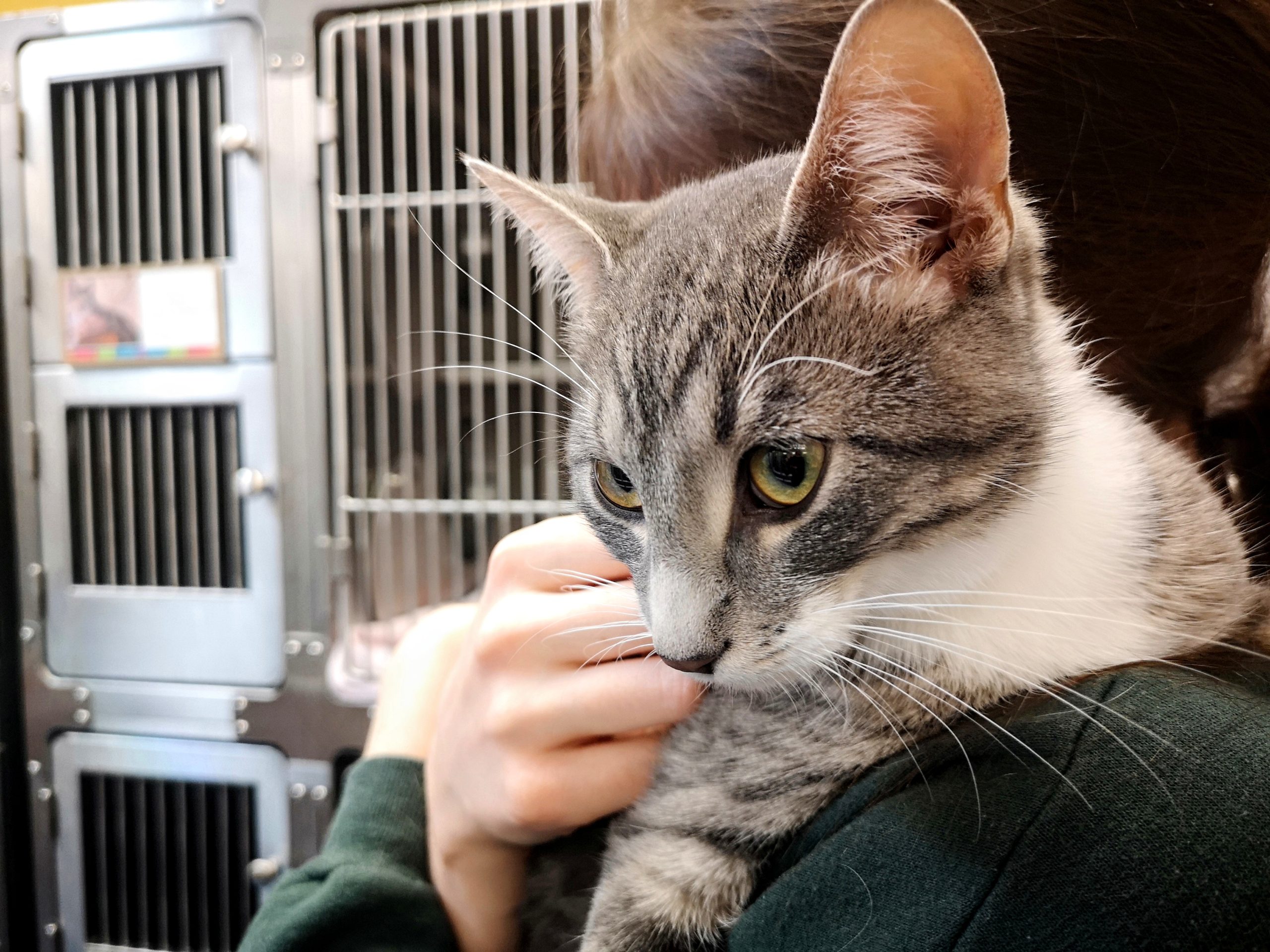 Shelter Cat’s First Night Home: A Heartwarming Sleep