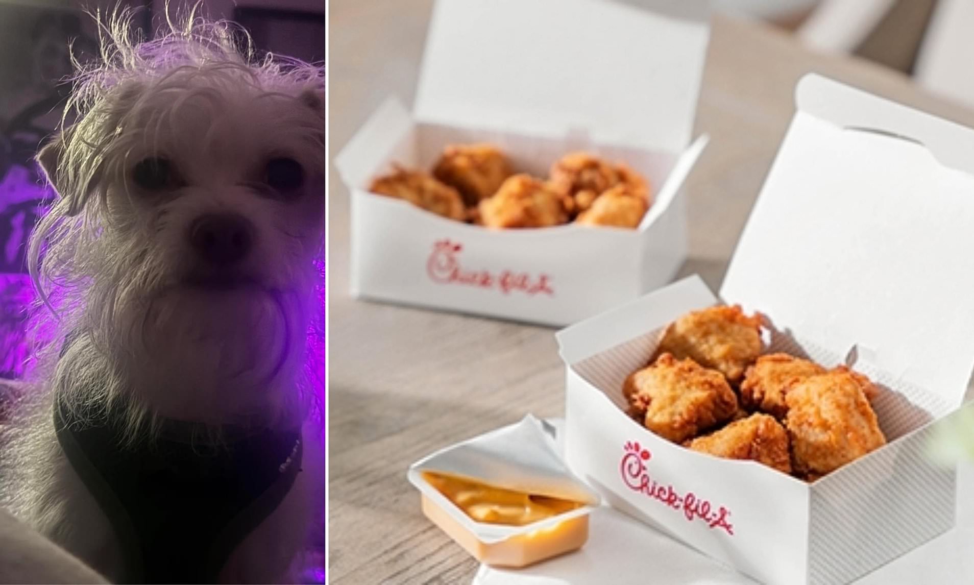 Chick-fil-A Nuggets & Dog: A Regrettable Decision
