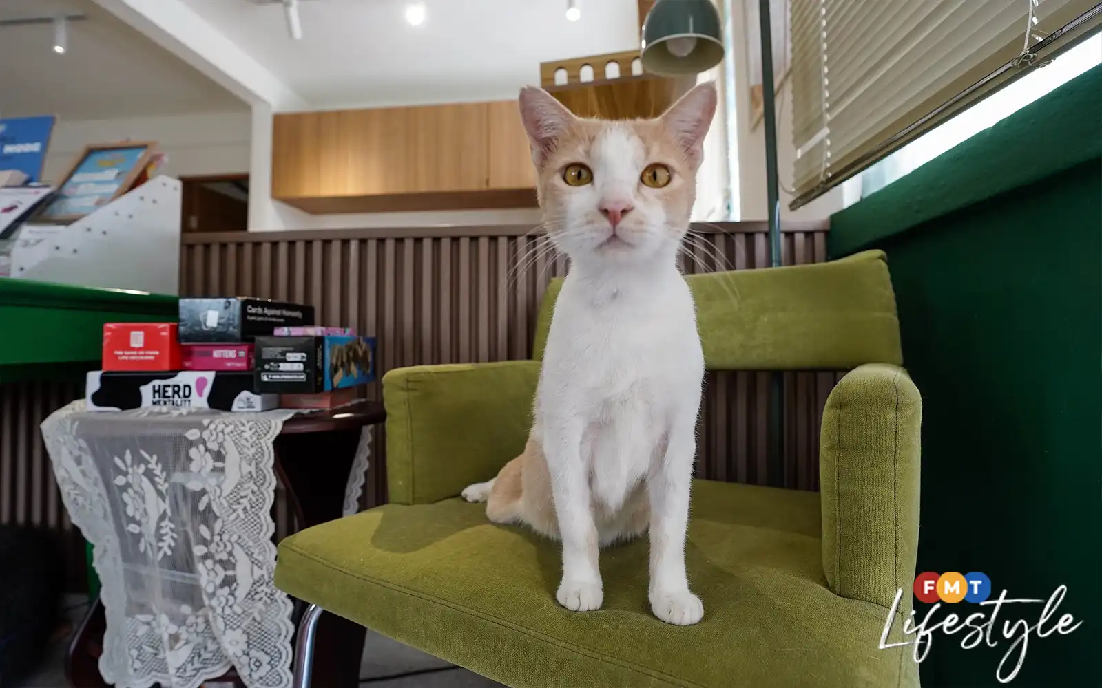 Kolektif Kucing: Haven for Healing Rescued Felines