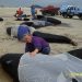 Whale Rescue Fails Again