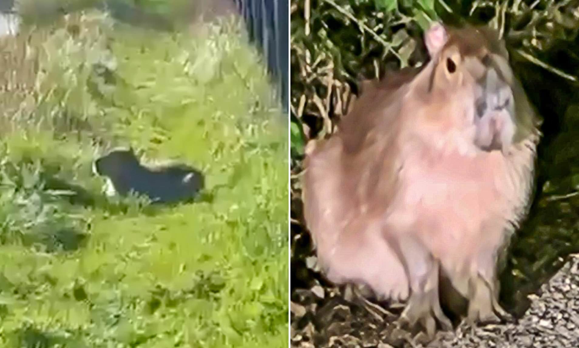 Zoo’s Capybara Missing: Sniffer Dogs Hunt for Samba