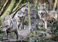 Wolf Pack Euthanasia: Experts Detail ‘Last Resort’