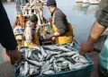 EU Audits Sahara’s Dakhla
