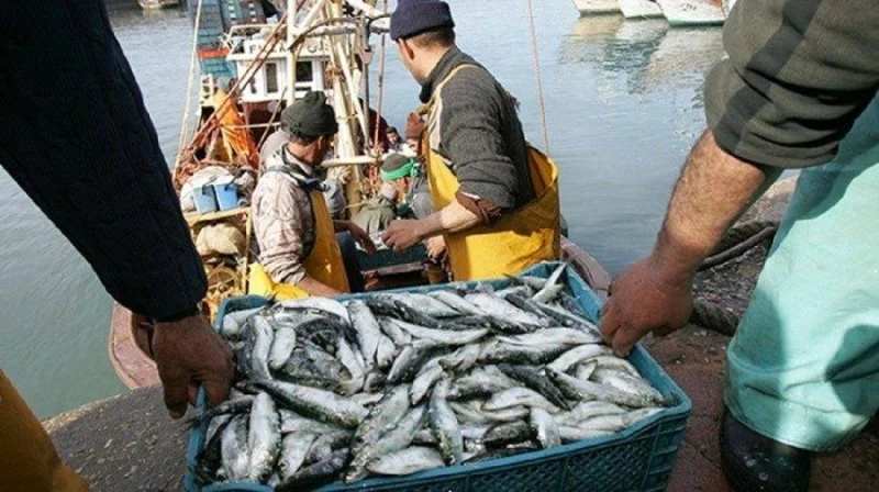 EU Audits Sahara’s Dakhla
