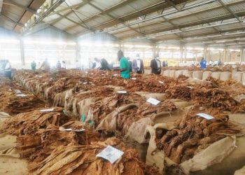 Tobacco Rakes in $98M in Just 13 Days