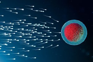 bigstock-d-Illustration-Sperm-And-Egg-294414004.jpg