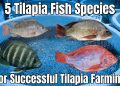 Zimbabwe’s Tilapia Strategy: A First for Value Chain Marketing