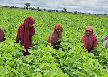 Edun: GDP Growth Fails to Alleviate Nigerian Poverty