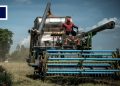 Low Prices, High Costs Trap ‘Golden Leaf’ Farmers in Poverty