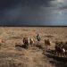 Why Rich Kenyans Are Snapping Up Remote Land Tracts