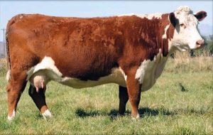 75f97d030e3dd1a16b1a8f9a1f3f8de6--hereford-cattle-beef-cattle.jpg