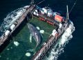 Humpback Whale Found Dead After Dramatic Rescue
