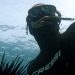 NSW Government Backs Aboriginal Sea Urchin Venture with $1.48m Grant
