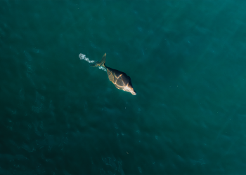 Bizarre ocean mystery: Bubbles surround unknown creature off Australia’s shore