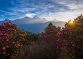 Where Red Forests Bloom: Spring in Ghorepani and Poon Hill