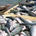 Seafood Exports Surpass $500M for First Time