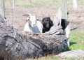 First fainting goats arrive at farm near Busselton