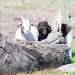 First fainting goats arrive at farm near Busselton
