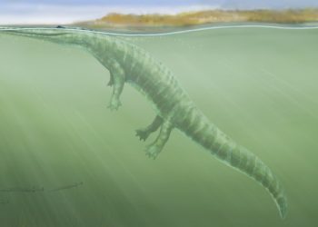 Kimberley Fossil Unearths Ancient Sea Amphibian Globe-Trotter