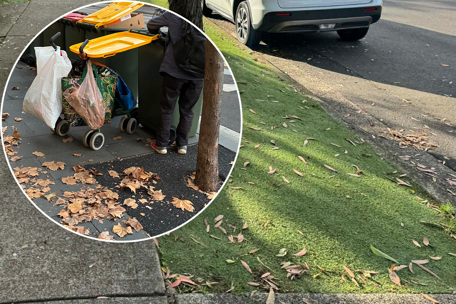 Aussie Council Tackles Autumn’s ‘Harmful’ Nuisance