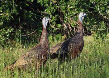 Wild Turkey Terror: Police Urge Caution After Brutal Attack